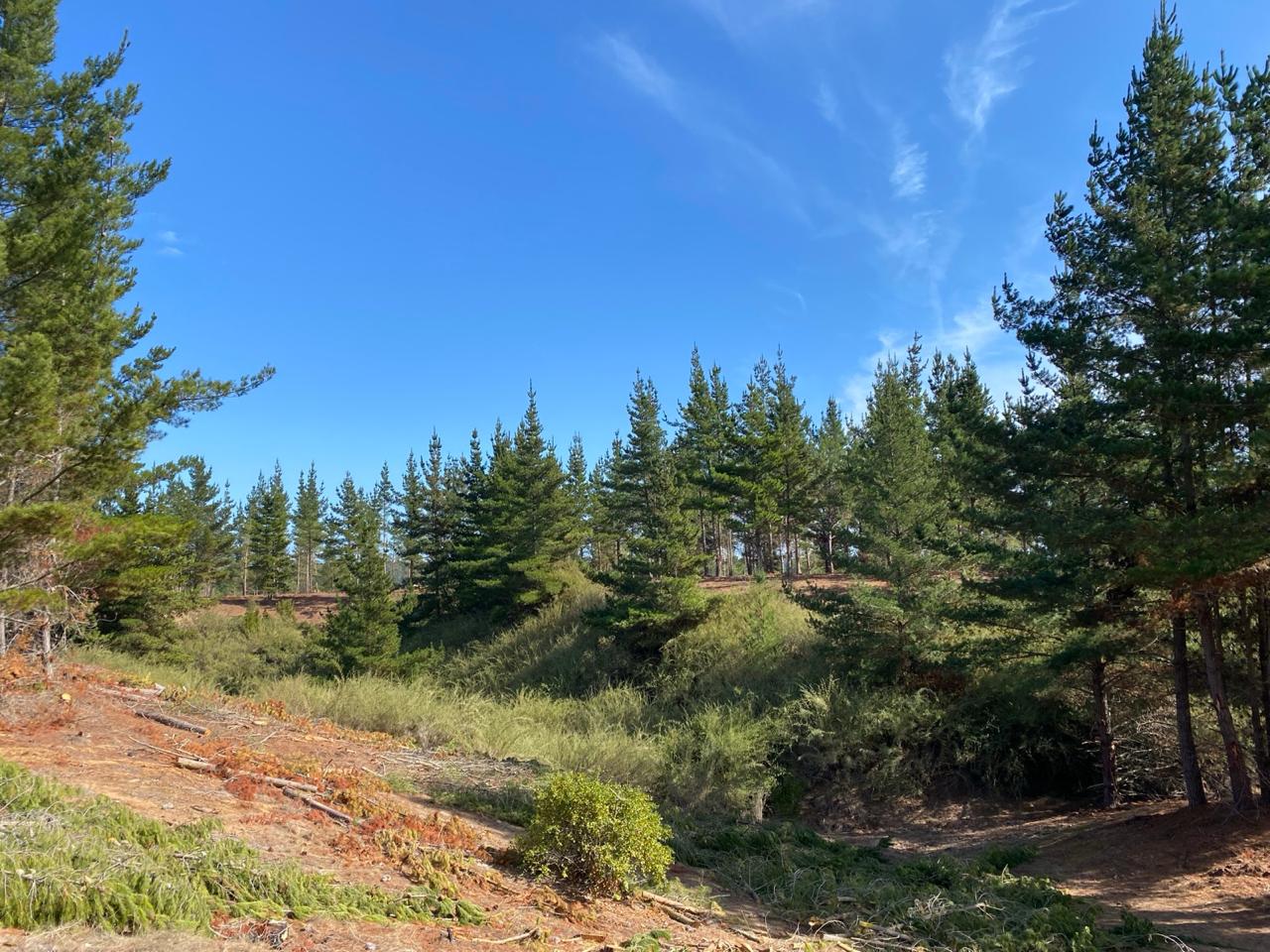Pinos y quebrada nativa, entorno del Proyectos Los Portones