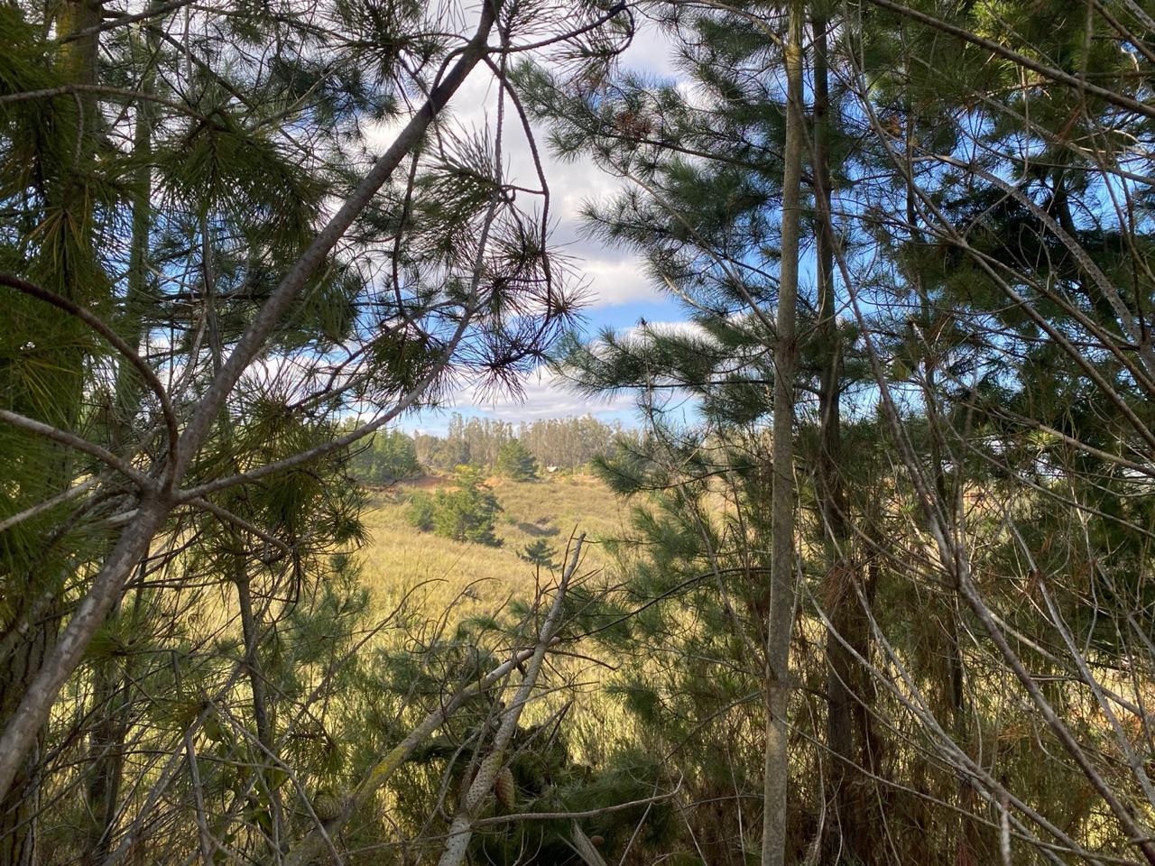 Bosque de pinos, vista hacia el valle