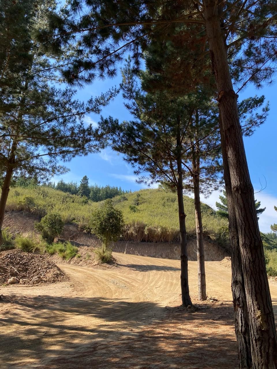 Camino de acceso entre pinos